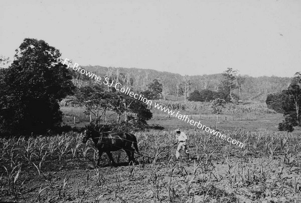 AUSTRALIAN SCENE